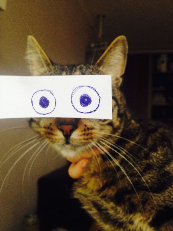 Cats With Toon Eyes