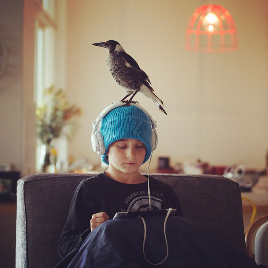 Rescued Magpie Best Friends With Family