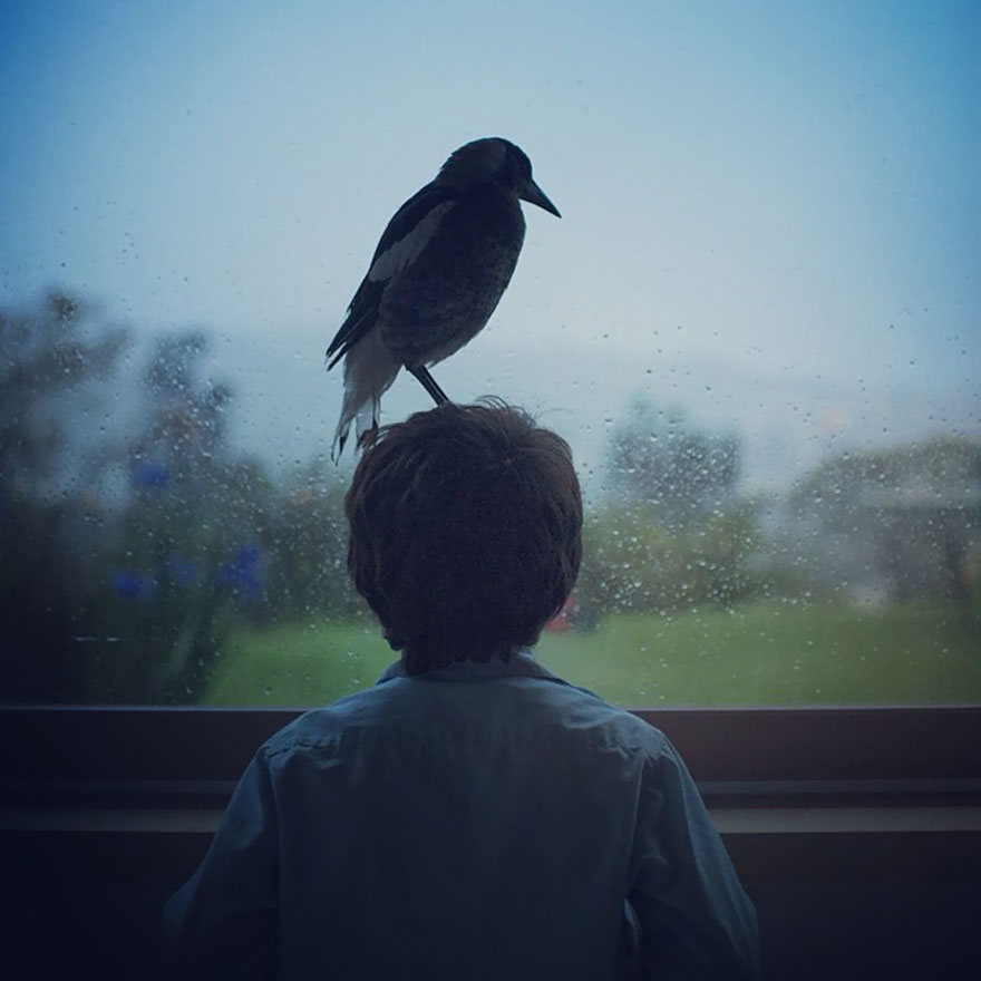 Rescued Magpie Best Friends With Family