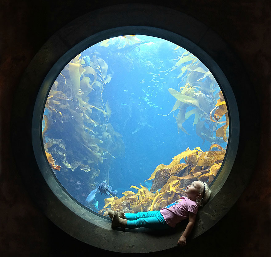 A Girl Stares In Wonder At An Aquarium Tank. Monterey Bay Aquarium, Monterey, California