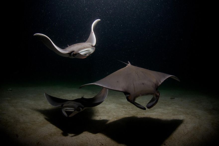 Mobula Rays Gather To Feed On Plankton Attracted By Dive Lights. La Paz, Baja California Sur, Mexico