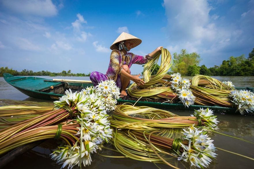 A Woman Collects Water Lilies. Chau Doc, Mekong Delta, Vietnam