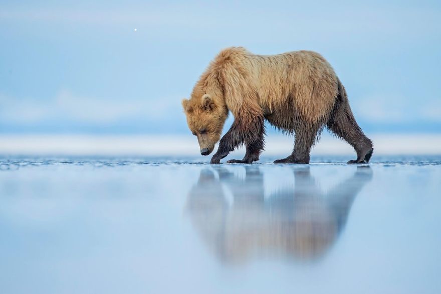 A Brown Bear Walks Across An Estuary. Lake Clark National Park, Alaska