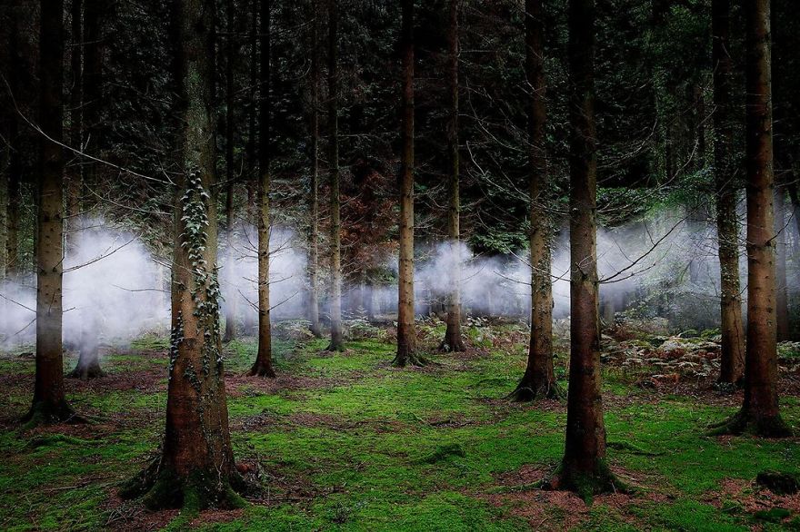 Fog Weaves Through Forest Trees. New Forest, Hampshire, United Kingdom