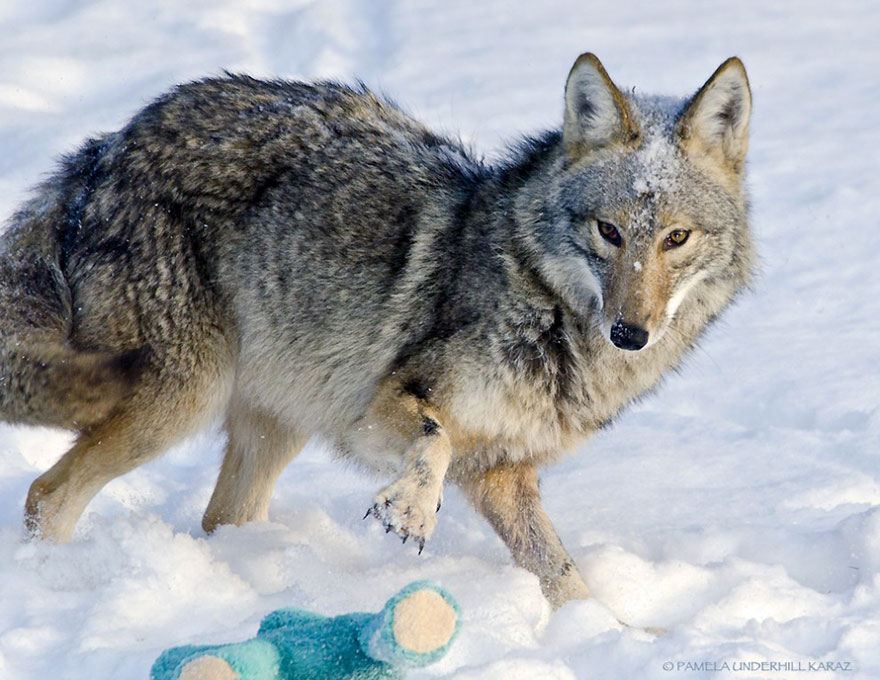 â€œEven wild coyotes need and like to play as do all the animals in the animal kingdom.â€
