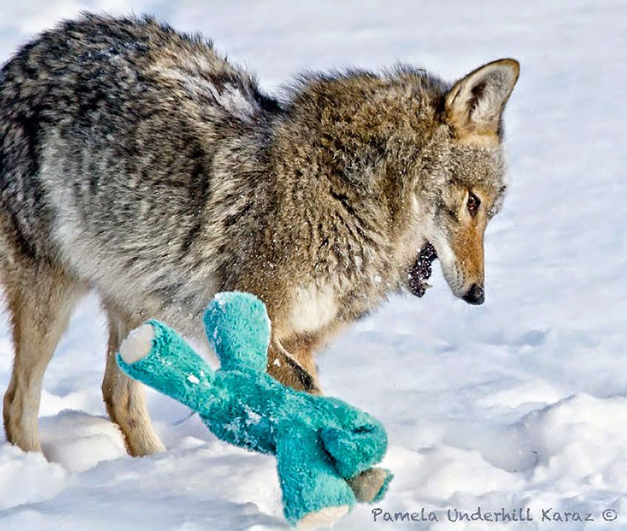 Wild Coyote Plays With Toy