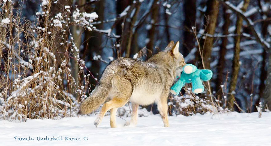 Wild Coyote Plays With Toy