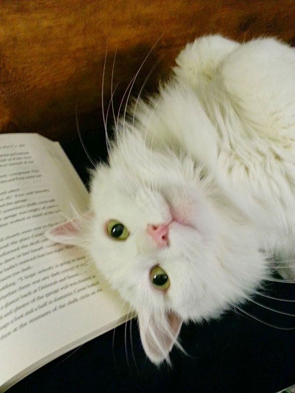 When Cats Interrupt Your Reading