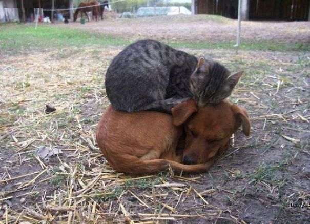 20 Unlikely Animal Friendships