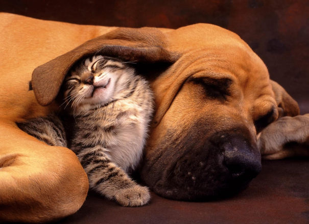 20 Unlikely Animal Friendships