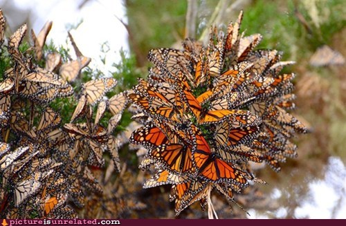 monterey monarch butterflies migration - picture is unrelated.com