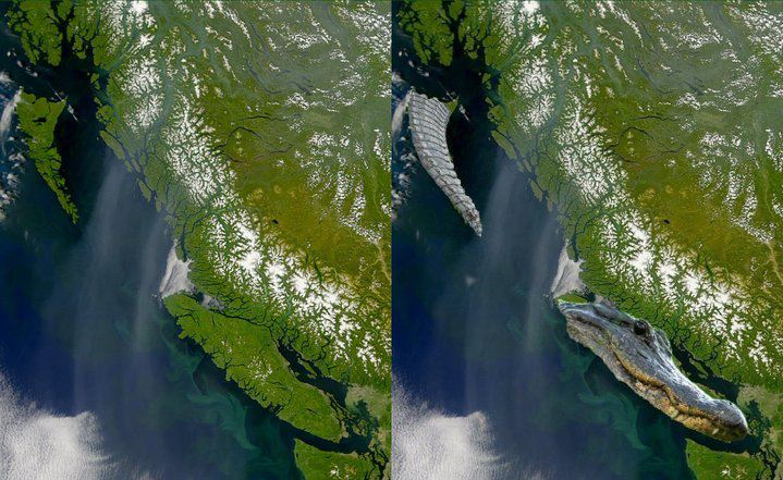 I see Vancouver Island as the head of an alligator coming up out of the water. The alligators body is underwater and Haida Gwaii is as its tail lashing around. Check you maps/google Earth. More info at the following link.
https://www.facebook.com/TheTeachingsOfTheWhiteRaven