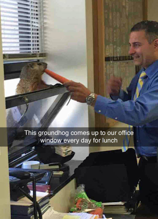 Humour - This groundhog comes up to our office window every day for lunch