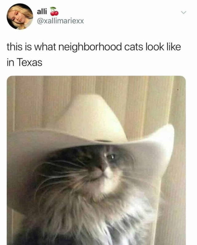 meowdy partner - alli this is what neighborhood cats look in Texas