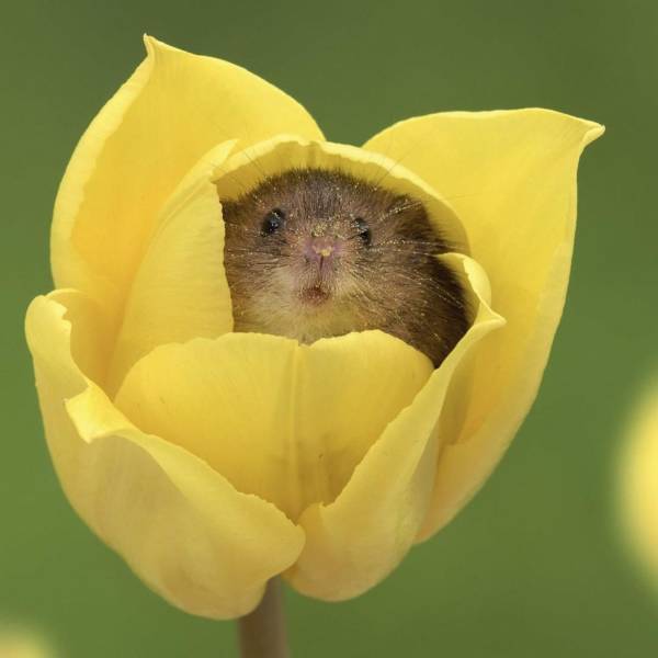 mouse sleeping in a flower