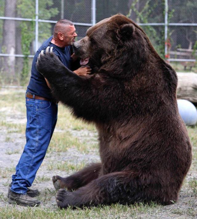 funny 1500 pound bear