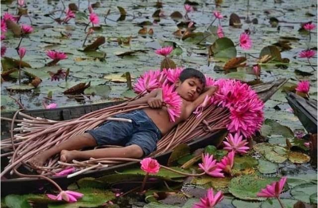 water lily harvesting