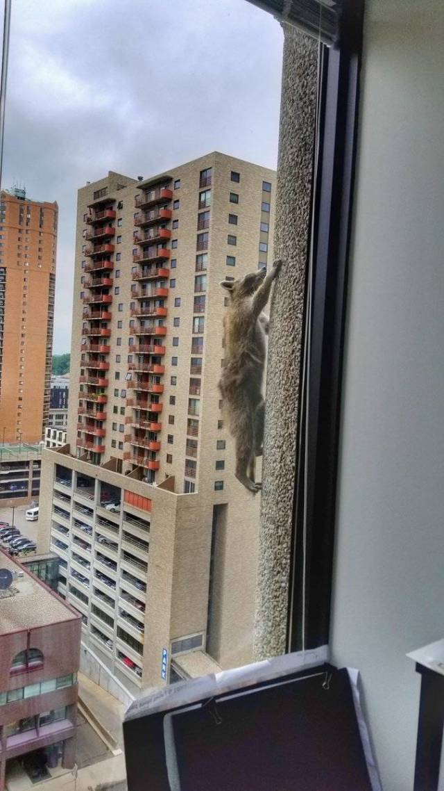 racoon climbs building