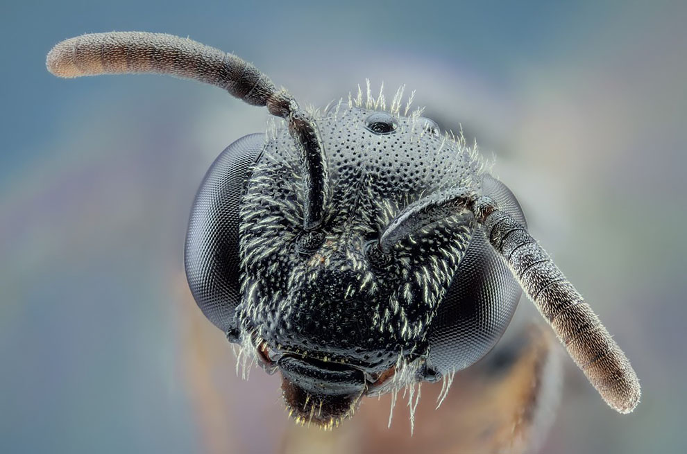 This extraordinary series of close-up photos turns mundane insects into terrifying beasts from another world. The bugs are captured in intricate detail by photographer Javier Ruperez, using a special lens, revealing just how complex the tiny creatures are.