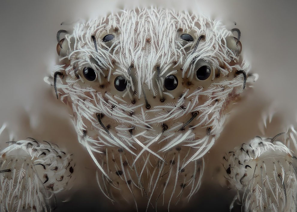 Using macro photography, Mr Ruperez was able to capture extreme close-up shots of flies, mosquitoes, and jumping spiders near his home in Almáchar, Spain. The 57-year-old said he has to “hold his breath” while shooting so not to disturb the creatures.