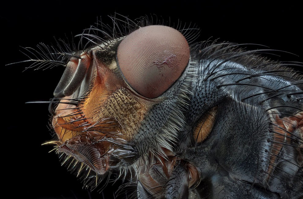 10 Extraordinary Close-Up Photos Turn Mundane Insects