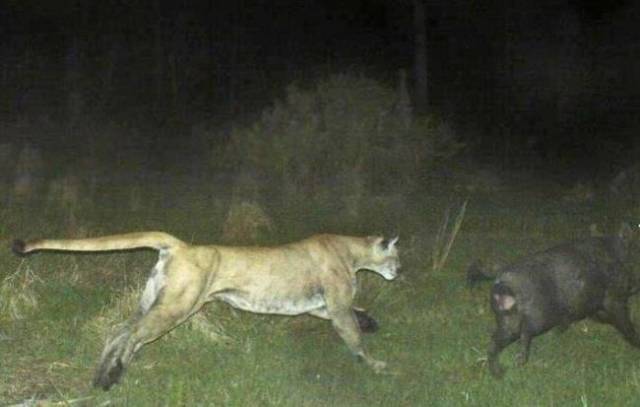 nature trail cam mountain lion chasing pig