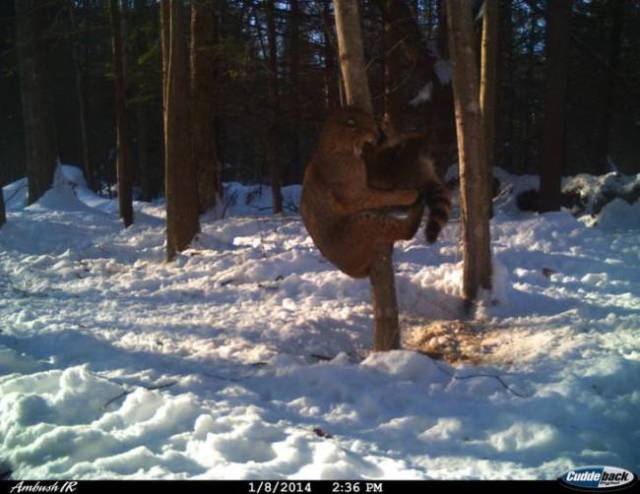 nature trail cam cougar vs raccoon - Cuddeback Ambush Ir 182014