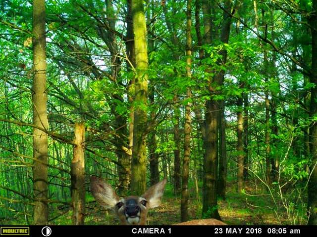 nature trail cam vegetation - Moultrie Camera 1