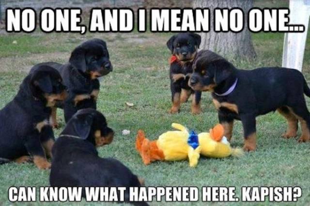 rottweiler puppies funny - No One, And I Mean No One.. Can Know What Happened Here, Kapish?