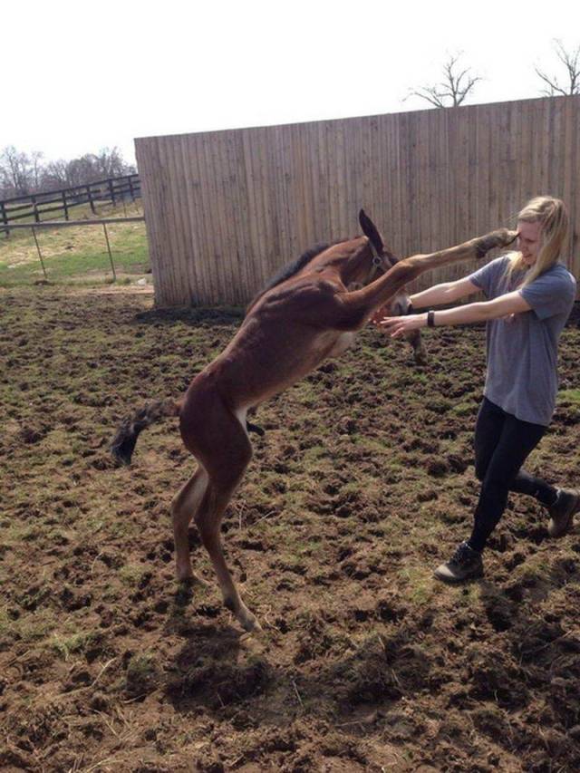 getting kicked by a horse