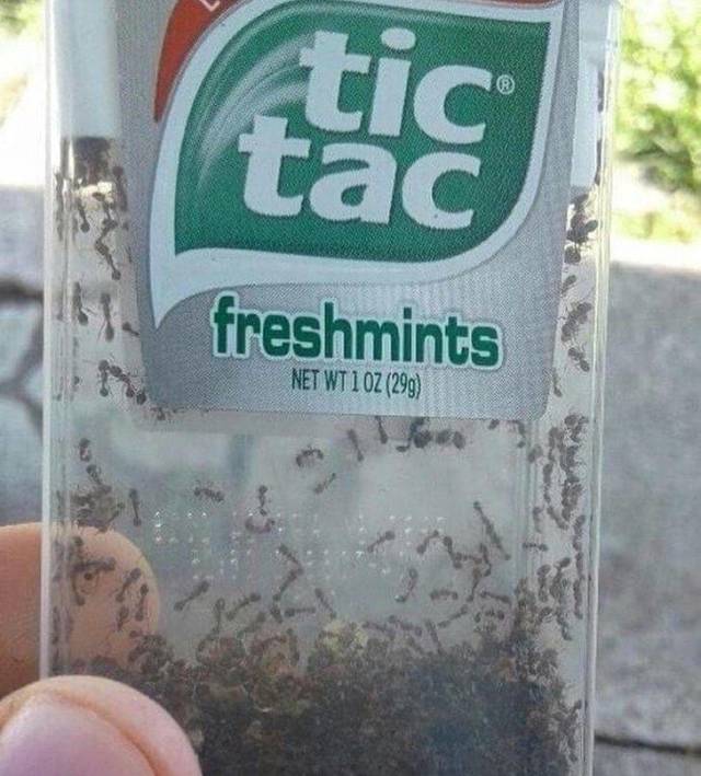 tic tac fresh mint - this freshmints Net Wt 1 Oz 299