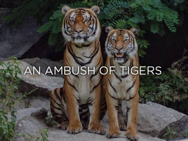 indian tigers - of An Ambush Of Tigers