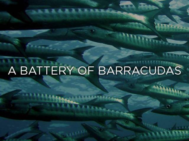 school of fish ocean - A Battery Of Barracudas