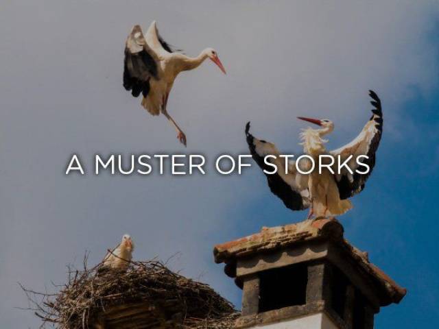 A Muster Of Storks