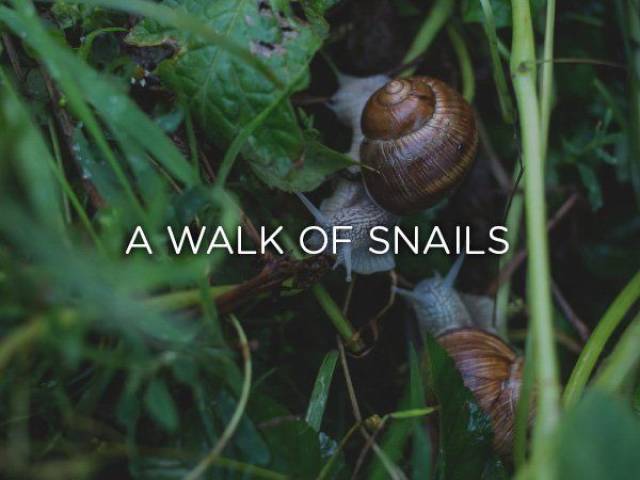 iphone snail - A Walk Of Snails