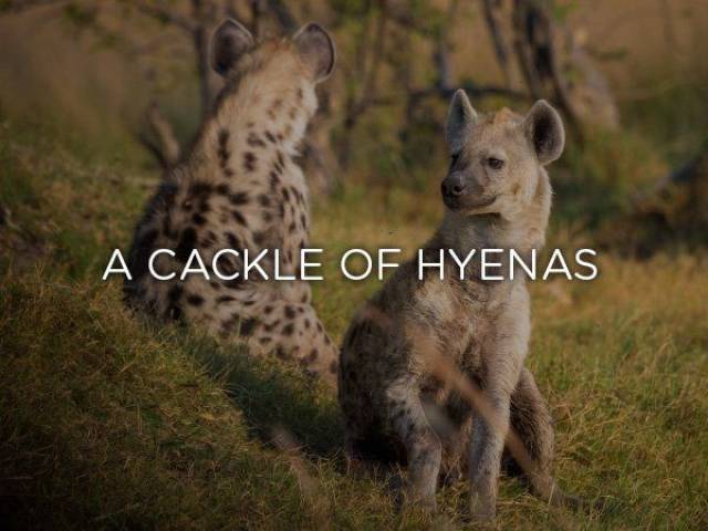 1080p hyena - A Cackle Of Hyenas