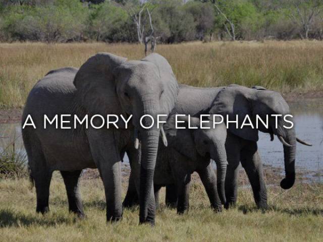 barren island wildlife - A Memory Of Elephants