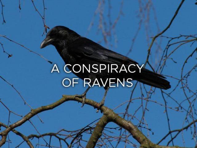 best owl memes - A Conspiracy Of Ravens
