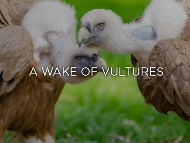 wild animal birds - A Wake Of Vultures