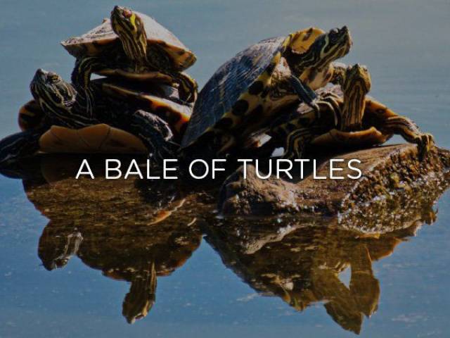 Turtle - A Bale Of Turtles
