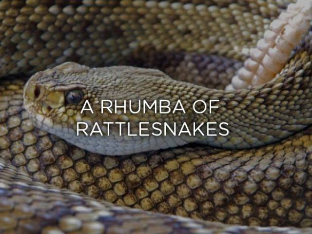 rattlesnake rattle - A Rhumba Of Rattlesnakes