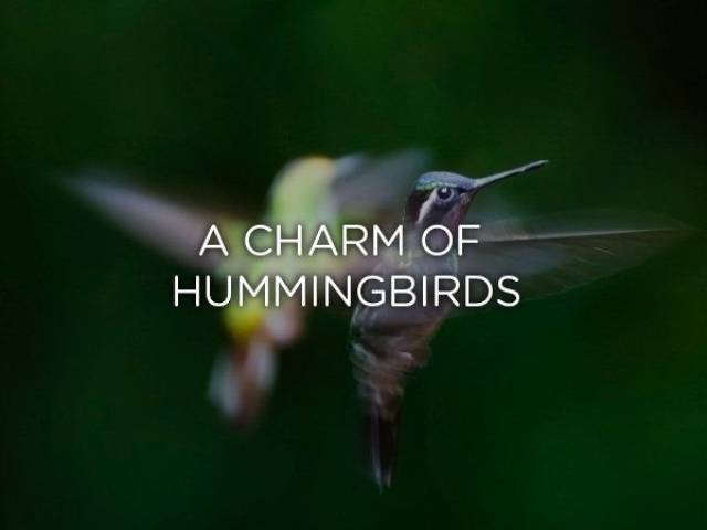 Hummingbird - A Charm Of Hummingbirds