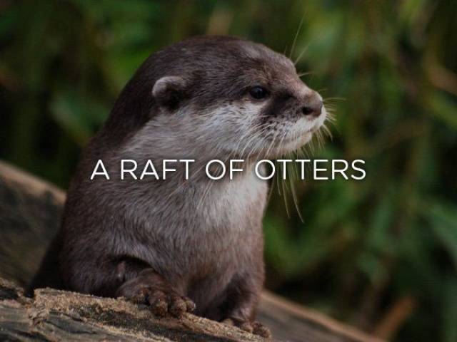 otter wallpaper 4k - A Raft Of Otters