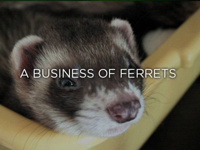 A Business Of Ferrets