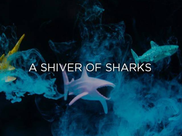 hshark week 2019 ic3 cream - A Shiver Of Sharks