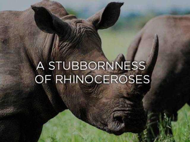 extinction of animal species - A Stubbornness Of Rhinoceroses