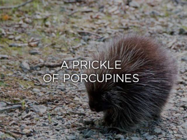 porcupine - A Prickle Of Porcupines