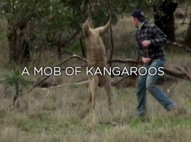 man punches kangaroo - A Mob Of Kangaroos