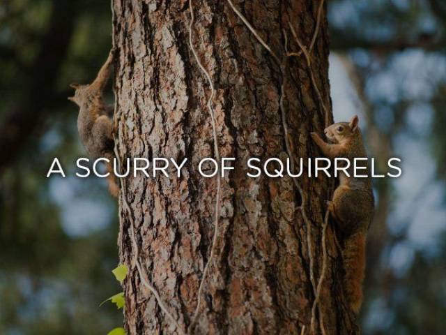 trunk - A Scurry Of Squirrels