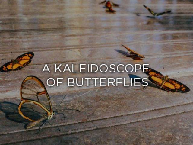 appreciate the little things in life - A Kaleidoscope Of Butterflies